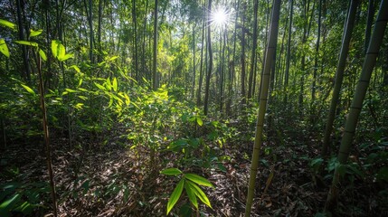 Fototapeta premium Serene Bamboo Forest with Sunlight Filtering Through Tall Stalks in a Peaceful Setting