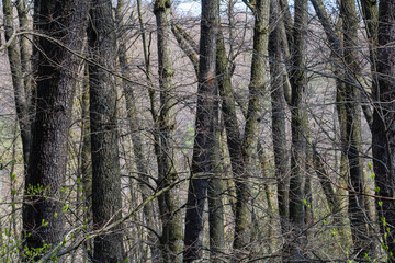 Tall trees with bare branches in a forest during early spring in the countryside