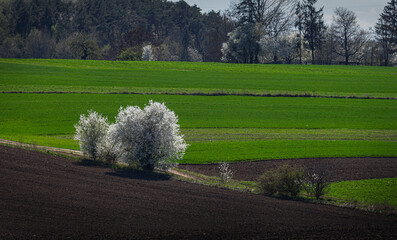 Blossoming trees stand out against verdant fields in a picturesque rural landscape during springtime
