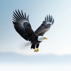 Obraz premium Majestic Bald Eagle in Soaring Flight Over Landscape