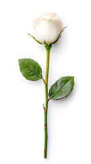Obraz premium A single white flower rose, isolated white background,
