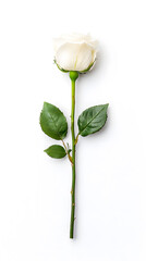 Obraz premium A single white flower rose, isolated white background,