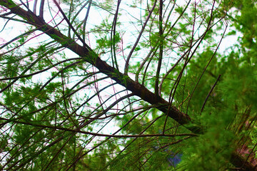 A vibrant view of tree branches and lush green leaves against a bright sky, showcasing the beauty of nature and tranquility. Ideal for themes of forests, greenery, and environmental harmony.

