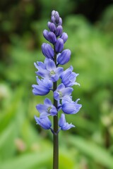 Fototapeta premium A single blue flower with a green stem. The flower is the main focus of the image. The flower is surrounded by green leaves, which add a sense of depth and contrast to the image