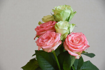 緑とピンクのばら