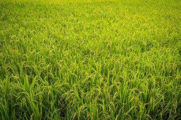 Ear of rice swaying in the wind in village paddy field. Golden ears of ripened rice, autumn image