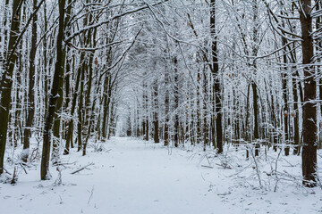 Temperate, deciduous forest with snow covered hornbeam Carpinus betulus trees