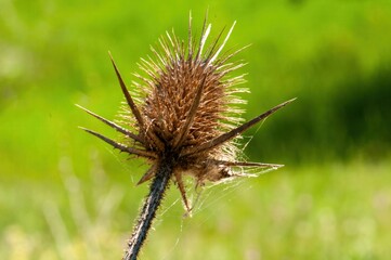 Dried thistle head with delicate spiderweb clinging to its spiky surface, set against a vibrant...