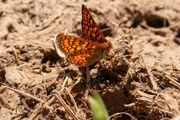 A vibrant butterfly with orange and black patterned wings rests on sun-baked earth, its delicate legs gently touching the dry soil.