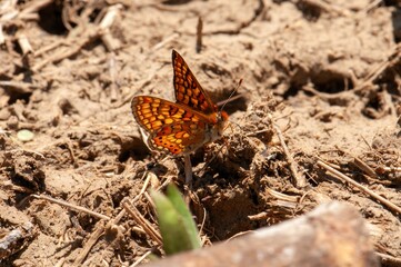 A vibrant orange butterfly with intricate wing patterns rests on sun-baked earth, its delicate form contrasting with the dry, earthy tones of its surroundings.