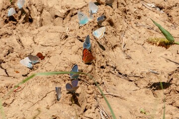 A cluster of vibrant butterflies congregates on sun-baked earth, their wings displaying a spectrum of colors.