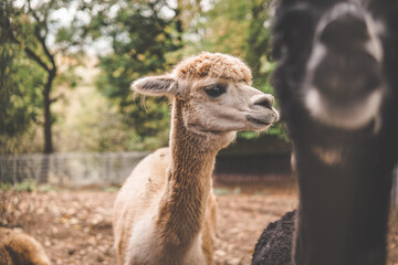 Obraz premium Alpaka