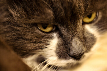 Chat