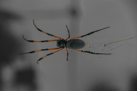 araign&eacute;e bibe