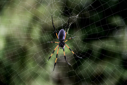 araign&eacute;e bibe