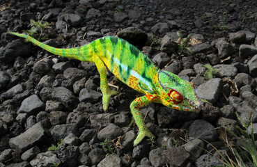 caméléon