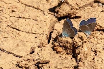 Two butterflies resting on cracked earth, a scene of arid beauty.