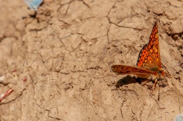 An orange butterfly with dark spots rests on dry, cracked earth. The butterfly's wings are partially open, showcasing intricate details.