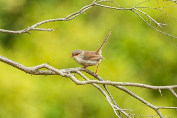 Obraz premium A small Australian Fairywren perched on a branch with a vibrant green blurred background.