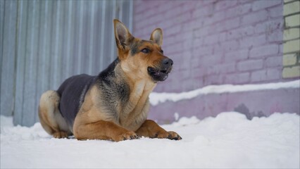 German shepherd resting on snowy ground