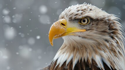 Obraz premium Close-up of a regal bald eagle's eye, capturing its piercing gaze and strength, on white background