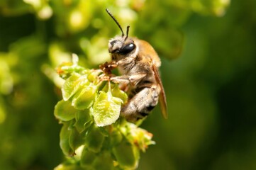 A fluffy bee clings to a vibrant green plant, diligently collecting pollen in the sunlit outdoors.