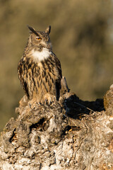 Eurasian Eagle Owl perched in an ash tree during the mating season just before setting out to hunt in the last light of a January evening