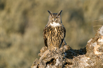 Male Eurasian Eagle Owl at his favourite hunting perch in the last light of day before going hunting on a cold winter day in a Mediterranean meadow
