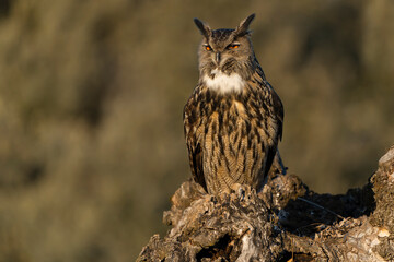 Male Eurasian Eagle Owl at his favourite hunting perch in the last light of day before going hunting on a cold winter day in a Mediterranean meadow