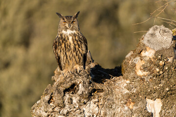 Eurasian Eagle Owl perched in an ash tree during the mating season just before setting out to hunt...