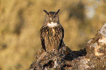 Male Eurasian Eagle Owl at his favourite hunting perch in the last light of day before going hunting on a cold winter day in a Mediterranean meadow