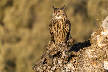 Male Eurasian Eagle Owl in the last light of day in an ash tree within its breeding territory