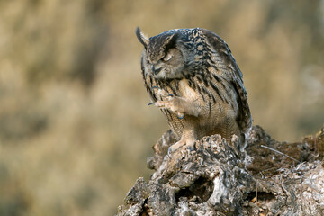 Male Eurasian Eagle Owl at his favourite perch in an ash tree in a Mediterranean meadow of ash, oak...