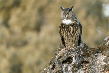 Male Eurasian Eagle Owl at his favourite hunting perch in the last light of day before going...