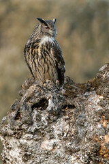 Male Eurasian Eagle Owl at his favourite perch in an ash tree in a Mediterranean meadow of ash, oak and pine trees with the last light of a winter day