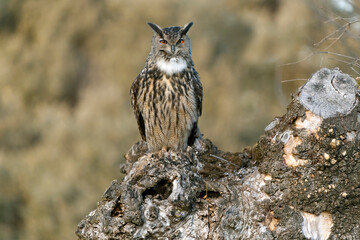 Eurasian Eagle Owl perched in an ash tree during the mating season just before setting out to hunt in the last light of a January evening