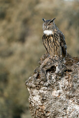 Eurasian Eagle Owl perched in an ash tree during the mating season just before setting out to hunt in the last light of a January evening
