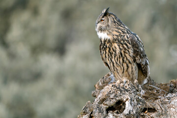 Male Eurasian Eagle Owl at his favourite perch in an ash tree in a Mediterranean meadow of ash, oak and pine trees with the last light of a winter day