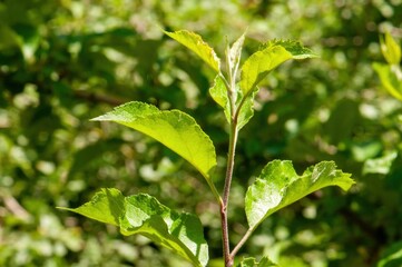A close-up of vibrant green leaves on a young tree branch, bathed in sunlight.  The foliage is detailed, showcasing the delicate texture and shape of the leaves.