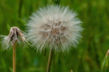 A fluffy dandelion seed head stands tall in a field of green, ready to disperse its seeds on the wind.  A withered dandelion is visible in the background.