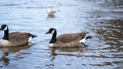 Canadian Geese Swimming in Lake