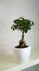 Small bonsai tree growing in a white pot on a shelf