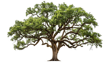 Majestic Oak Tree With Expansive Branches Standing Gracefully in Isolation Against a Clean White Background