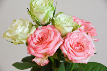 ピンクと緑のばら