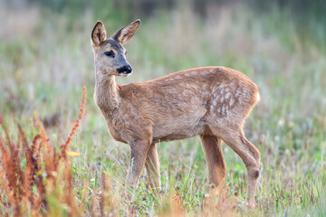 Roe deer fawn turning his head in a field on a summer evening. Capreolus capreolus, Touraine, Indre et Loire 37, région Centre-Val-de-Loire, France, European Union, Europe