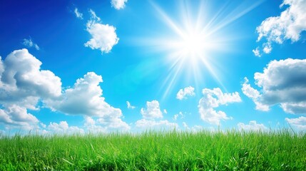Fototapeta premium Sunny Day Meadow: A Vibrant Summer Landscape