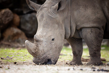 Fototapeta premium rhinocéros, en gros plan, dans un parc animalier