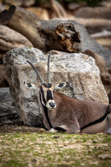 oryx beisa couchée sur le sol