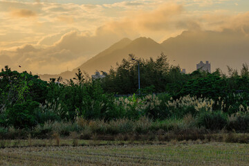 A serene view at Guandu Plain, Taipei, showcasing silvergrass in full bloom against distant mountains at sunset.