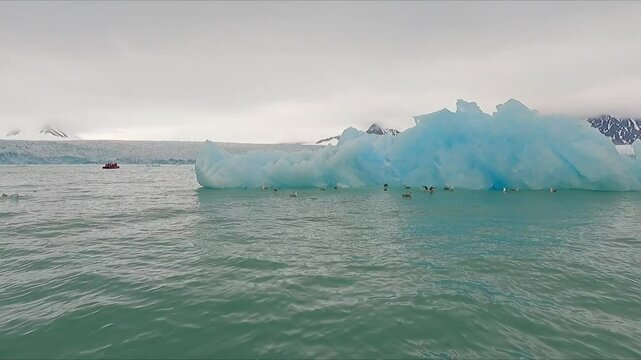 Riding boat around ice where sea birds are gathering in Svalbard in arctic seas